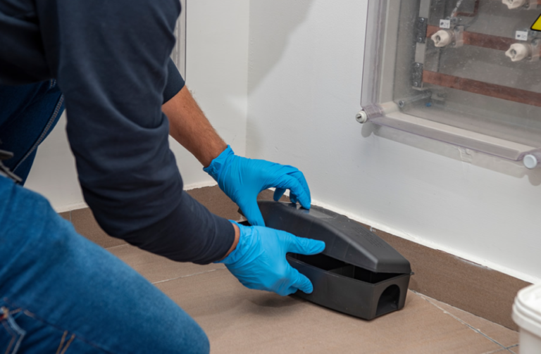 Pest Control That Works: Protect Your Chelmsford Property with Local Experts